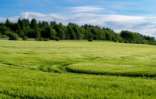 Un champ agricole en pleine campagne rempli de verdure et d'arbres
