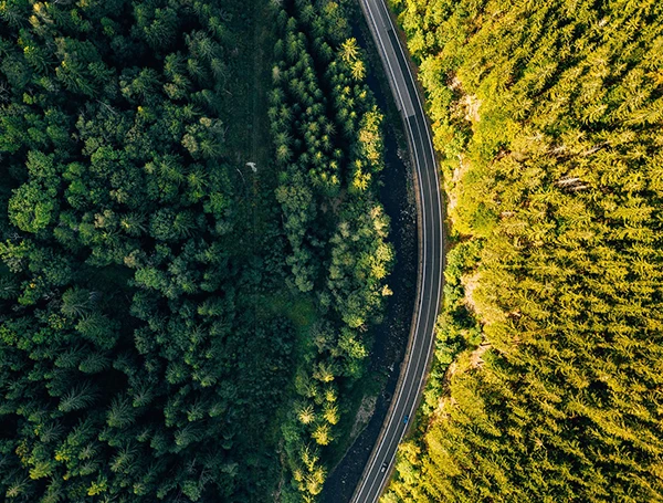 route verdure forêt campagne arbre vert